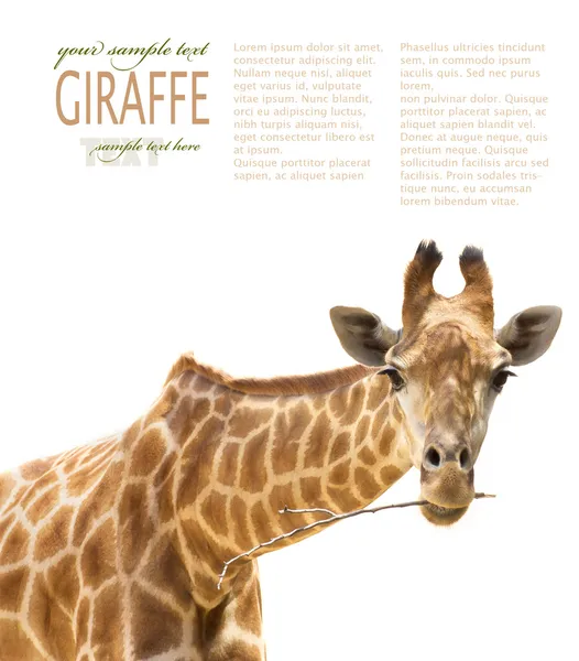 Nahaufnahme einer Giraffe — Stockfoto