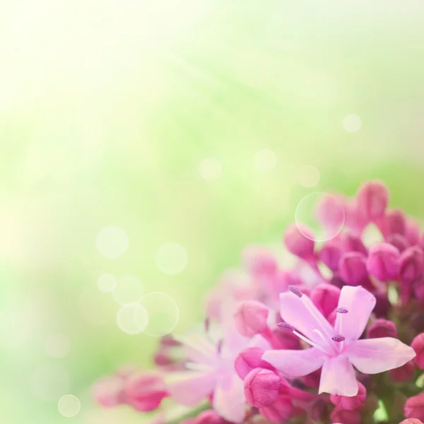 Piękny kwiatowy tło — Zdjęcie stockowe