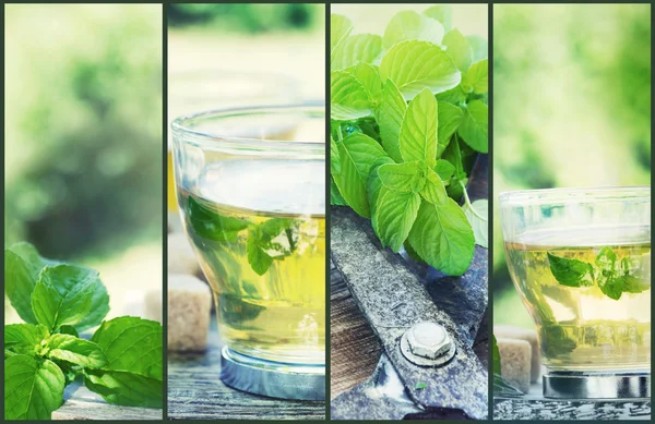 Mint tea collage — Stock Photo, Image