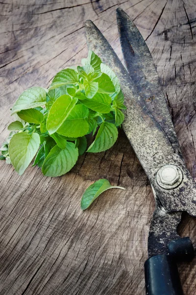 Mint aromatik segar yang dipanen — Stok Foto