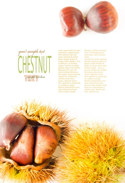 Chestnut background — Stock Photo, Image