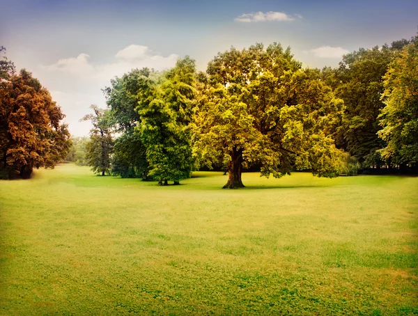 stock image Autumn trees