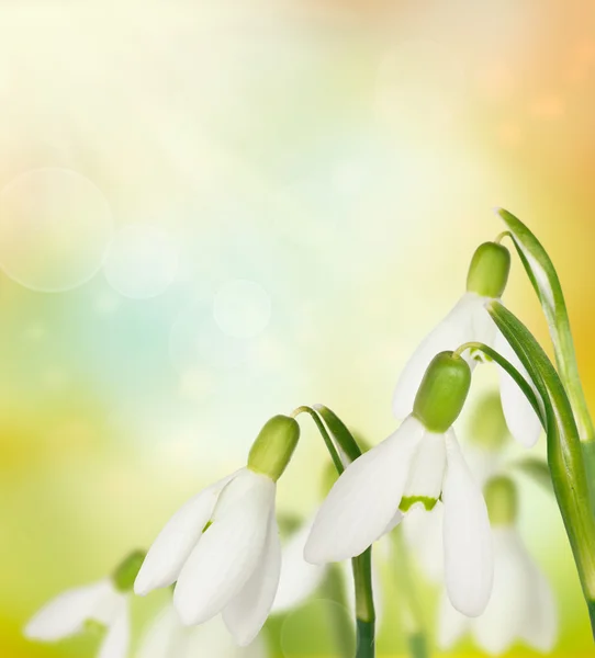 Sněženka květiny na pozadí bokeh — Stock fotografie