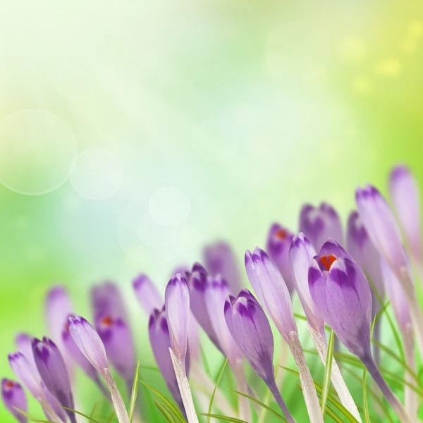 Krokus kwiat na tle bokeh — Zdjęcie stockowe