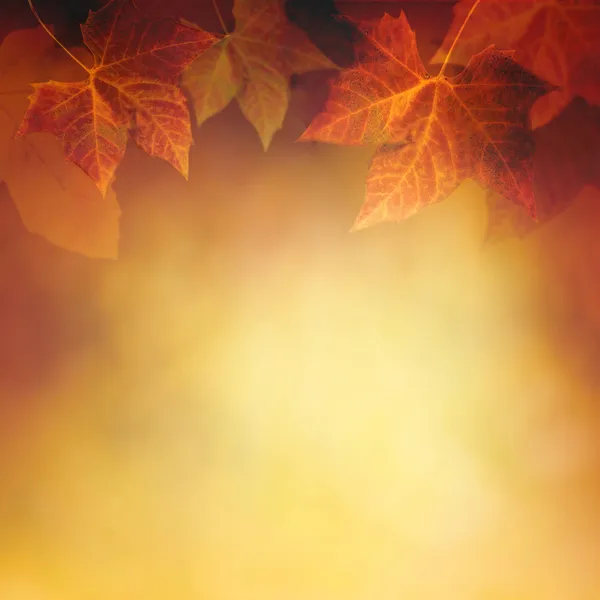 Hoja de otoño —  Fotos de Stock