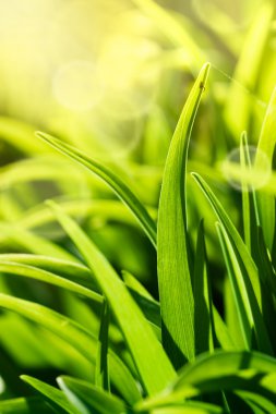 Grass macro clipart