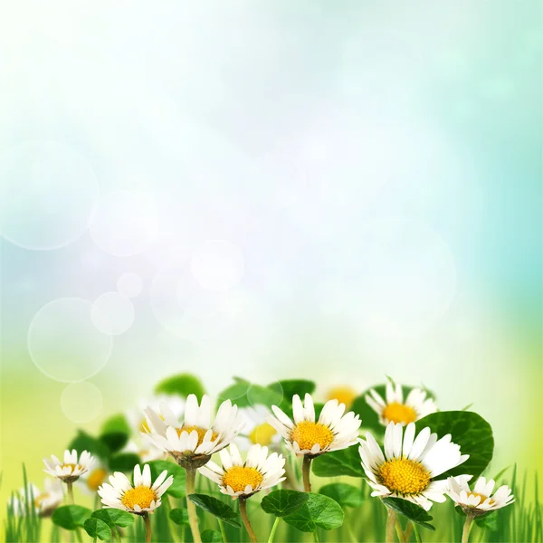 Frühling Hintergrund mit Gänseblümchen — Stockfoto