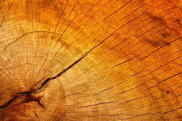 Treeautumn background — Stock Photo, Image