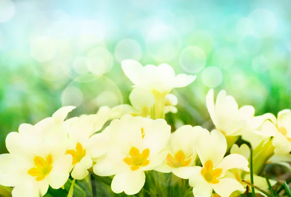 Fresh primrose flowers in the sunny meadow — Stock Photo, Image