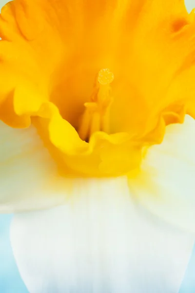 Daffodil Fechar — Fotografia de Stock