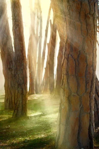 En el bosque de pinos — Foto de Stock