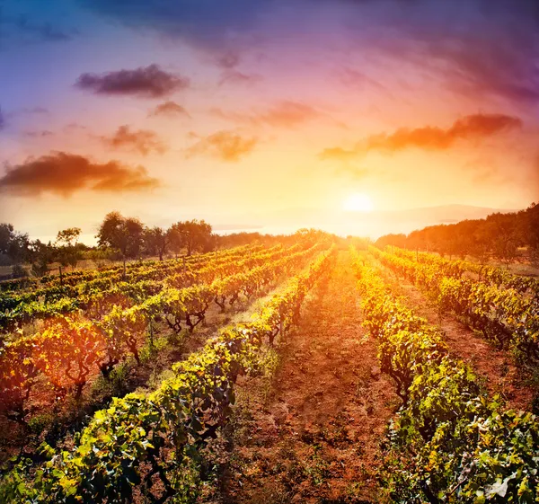 Виноградный пейзаж — стоковое фото