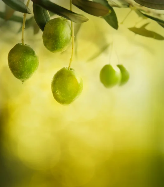 橄榄设计背景 — 图库照片