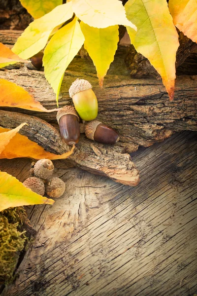 Hösten skogen bakgrund — Stockfoto