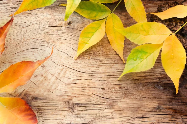 Jesień las tło — Zdjęcie stockowe