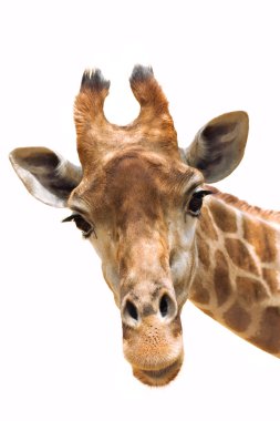 Giraffe closeup clipart