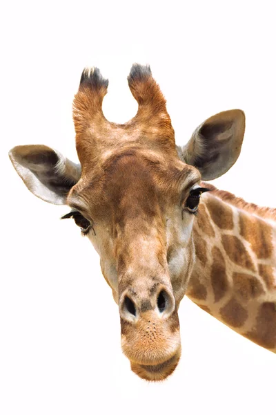 Giraff närbild — Stockfoto