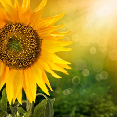 Sunflower background clipart