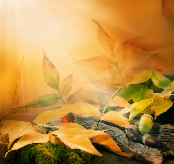 Fundo florestal. Projeto de borda de outono com bolotas de carvalho — Fotografia de Stock