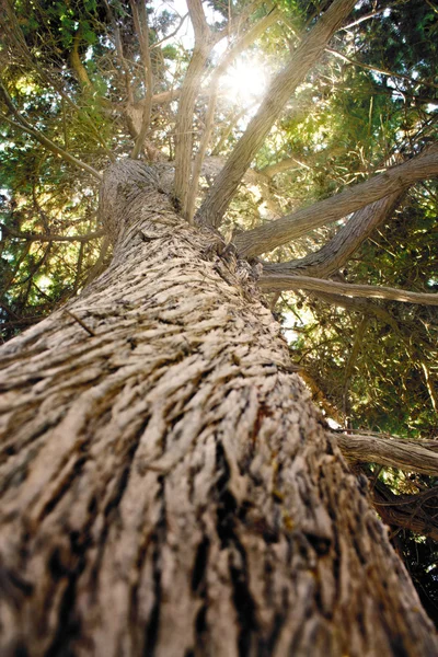 Mighty pine tree — Stock Photo, Image