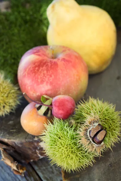 Lesní ovoce — Stock fotografie