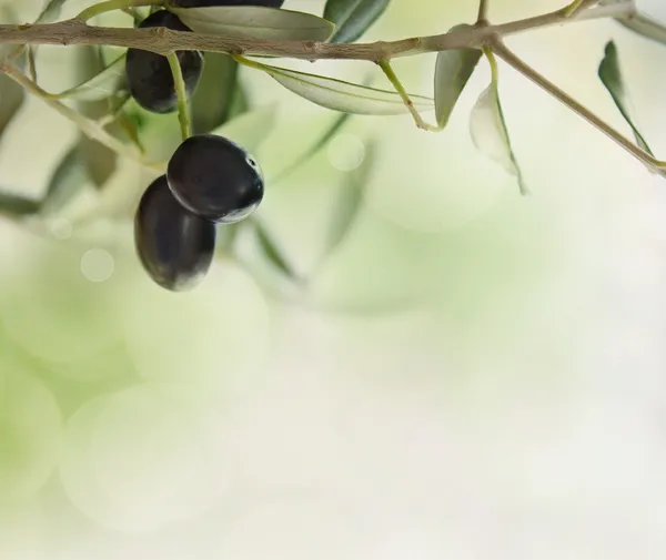 Olive design sfondo — Foto Stock