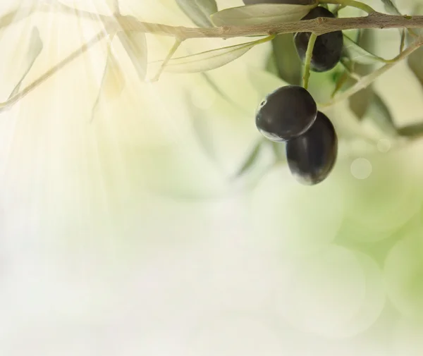 Olive design sfondo — Foto Stock