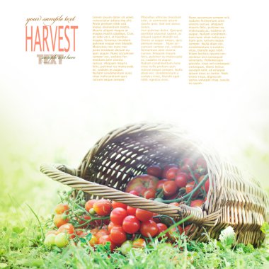 Freshly harvested tomatoes clipart