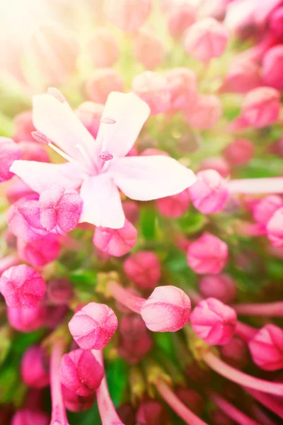 Krásné abstraktní květinové pozadí — Stock fotografie