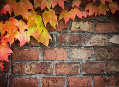 Ivy over brick wall clipart