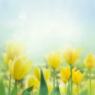 Yellow tulips clipart