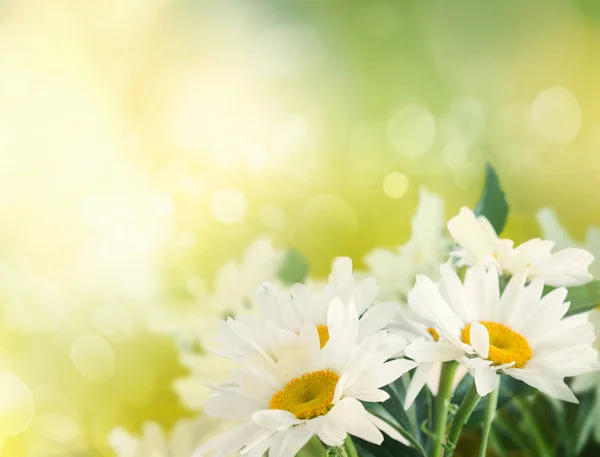 Spring background — Stock Photo, Image