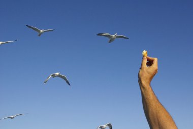 Seagull feeding clipart