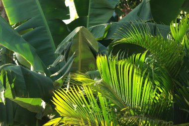 Banana and palm trees plantations clipart