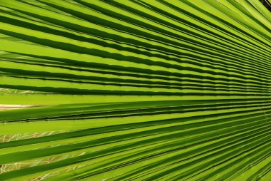 Palm tree leaf detail clipart