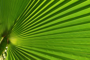 Palm tree leaf macro shot clipart