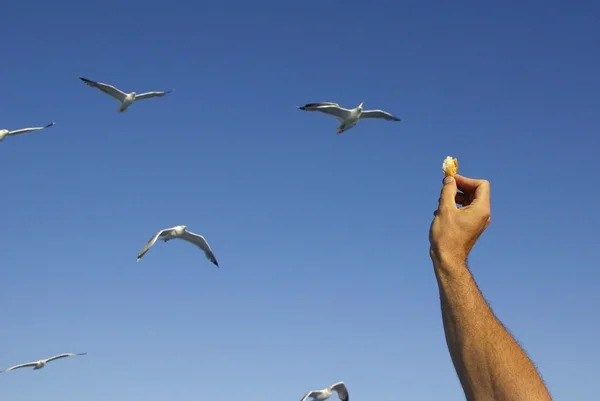 Seagull feeding — Stock Photo, Image