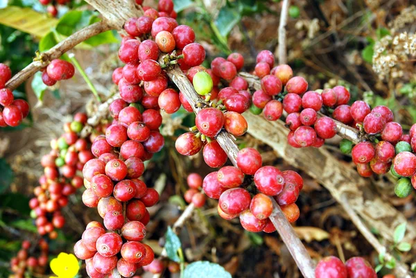 Зерна свежего кофе на растении — стоковое фото