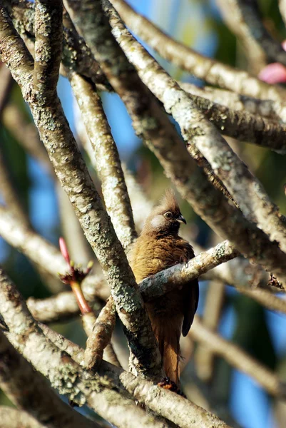 Μακράς-tailed κούκων κρυμμένα σε ένα δέντρο — Φωτογραφία Αρχείου