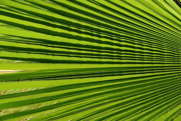 Stock image Palm tree leaf detail