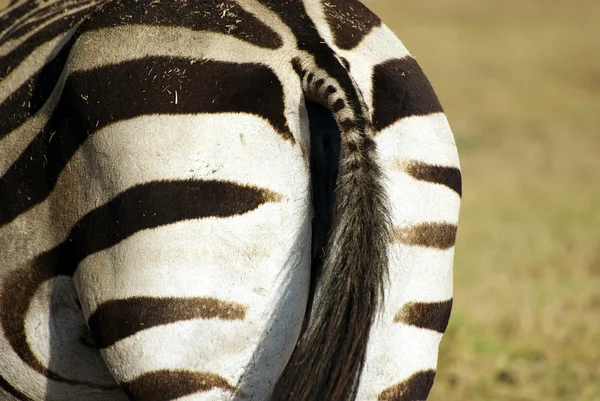Cebra silvestre trasera — Foto de Stock