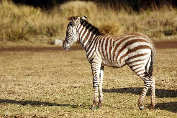 Juvenil vahşi zebra — Stok fotoğraf