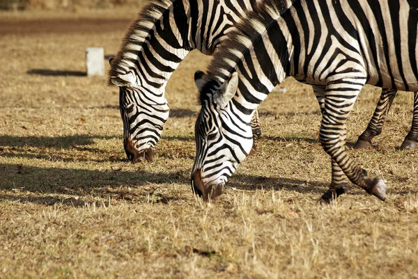 Vad zebra pár legeltetés — Stock Fotó