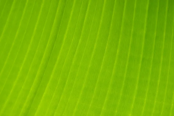 stock image Banana tree leaf detail