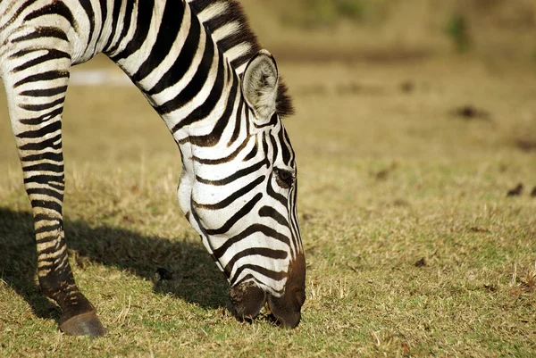 Wildes gemeines Zebra weidet Porträt — Stockfoto