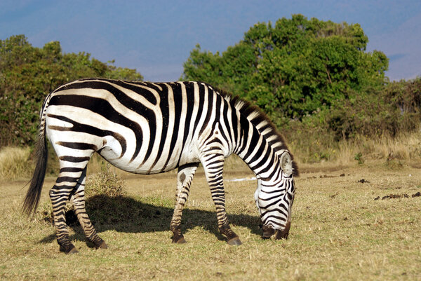 Image of a wild common zebra grazing
