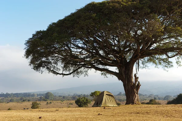 Camping salvaje en savannah Imagen De Stock