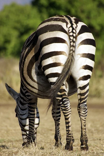 Alimentação de zebra comum selvagem Fotografias De Stock Royalty-Free