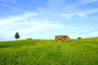 Cows grazing in a swiss meadow clipart