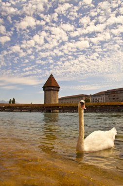 Lucerne kanalda Kuğu